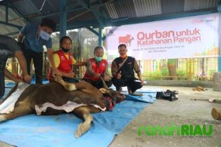 Kerjasama dengan Rotte Foundation, Lazismu Pekanbaru salurkan sapi Qurban ke SDN 80 Sail
